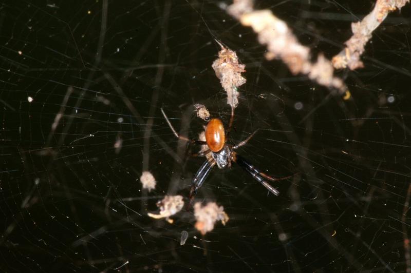 Nephila_edulis_D3552_Z_84_Mt Florence station_Australie.jpg